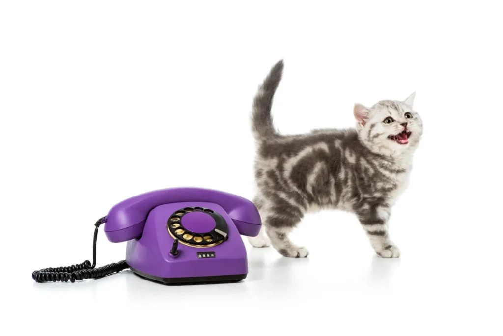 cute little kitten with purple rotary telephone 1920x1280 1 1024x684